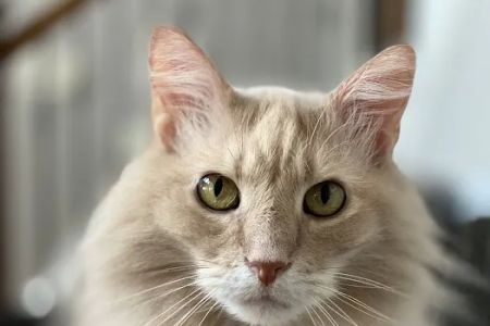 Clarksville Veterinary Emergency & Specialty