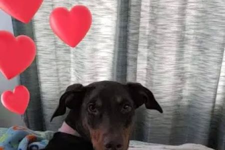 Animal Hospital: Hill S L DVM