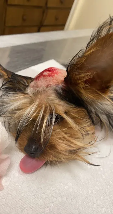 Animal Hospital: Hill S L DVM 12