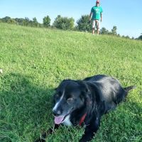 Animal Hospital ico