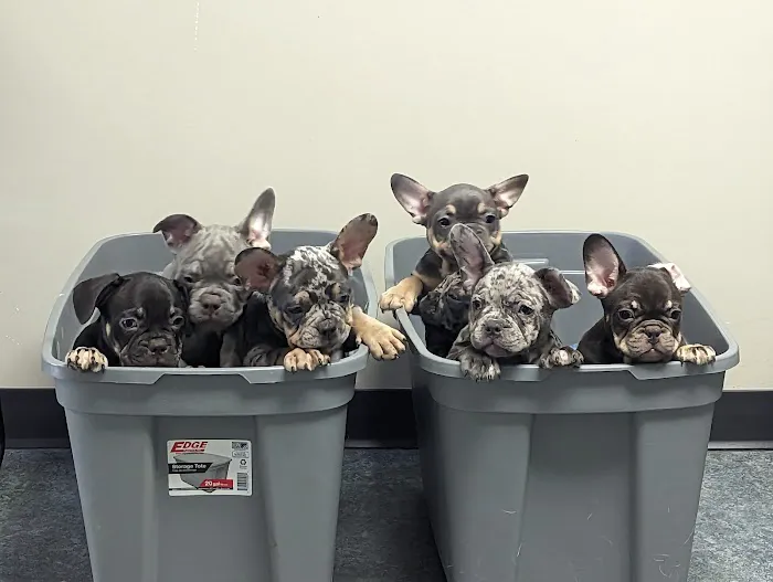 Animal Hospital 12