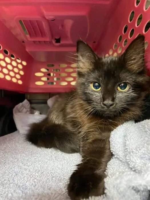Humane Society of Clarksville-Montgomery County 12