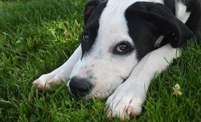 White Oak Animal Hospital - Clinic & Holistic Telemedicine 4