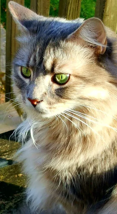 Fairview Animal Clinic 5