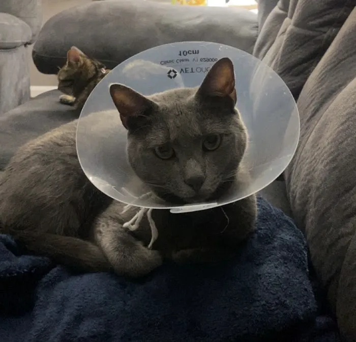Fairview Animal Clinic 2