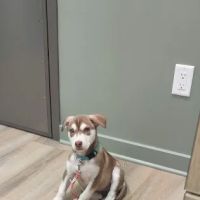 Fairview Animal Clinic ico