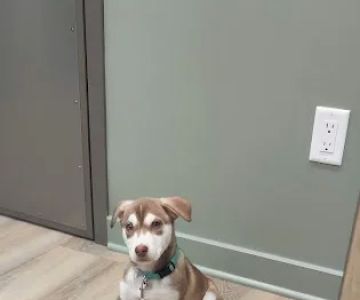 Fairview Animal Clinic