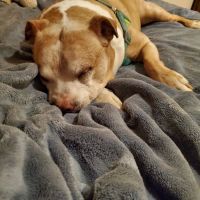 Cornerstone Animal Hospital ico