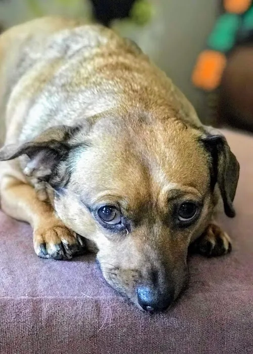 Cornerstone Animal Hospital 6