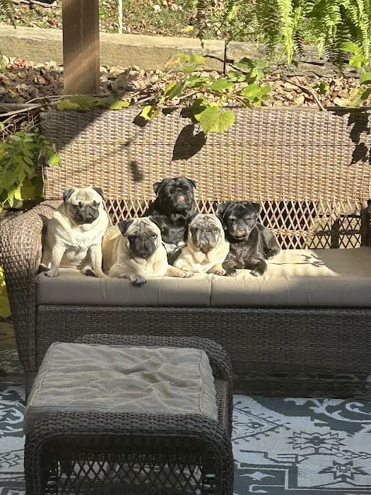 Cornerstone Animal Hospital 5