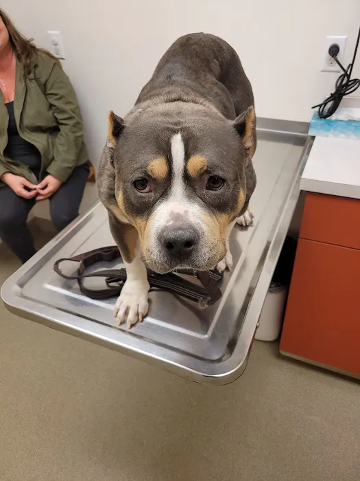 All Animals Veterinary Hospital 10