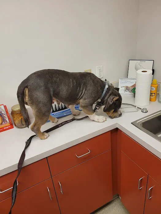 All Animals Veterinary Hospital 6