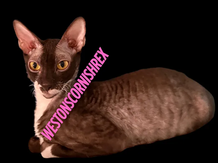 Weston Cornish Rex 6
