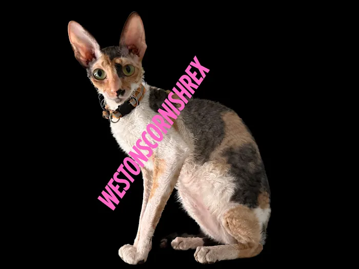 Weston Cornish Rex 3