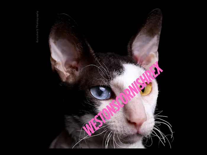 Weston Cornish Rex 4