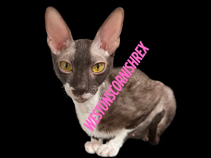 Weston Cornish Rex 1