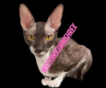 Weston Cornish Rex