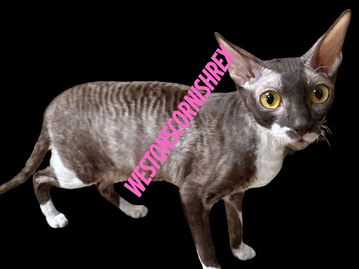 Weston Cornish Rex 5