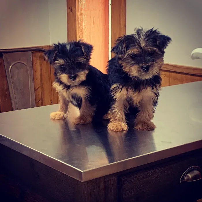 Dogwood Animal Clinic 10