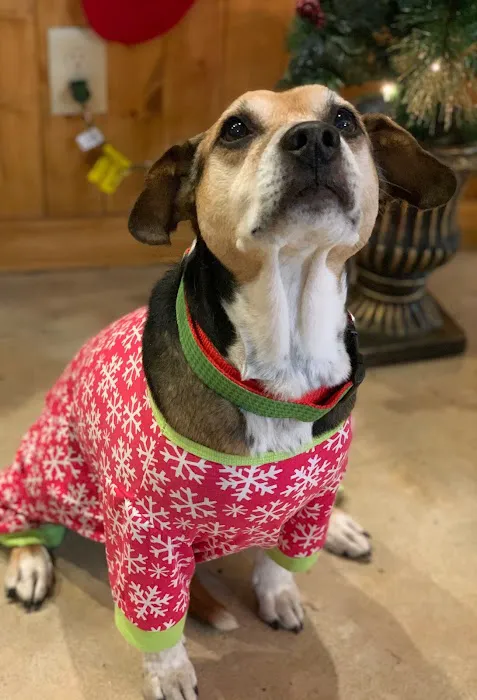 Dogwood Animal Clinic 9