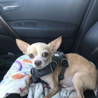 Dogwood Animal Clinic ico