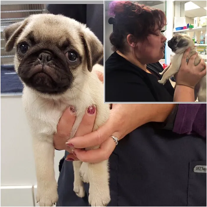 Animal Care Clinic 8