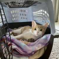 Animal Care Clinic ico