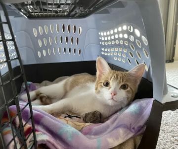 Animal Care Clinic