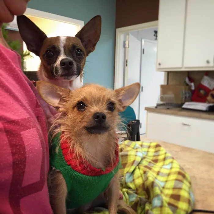 Animal Care Clinic 4