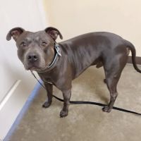Highway 79 Animal Clinic ico