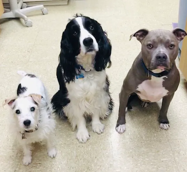 Highway 79 Animal Clinic 7