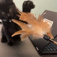 Emerald Veterinary Service ico