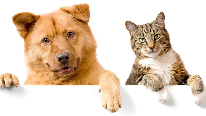 Prestige Animal Wellness 8