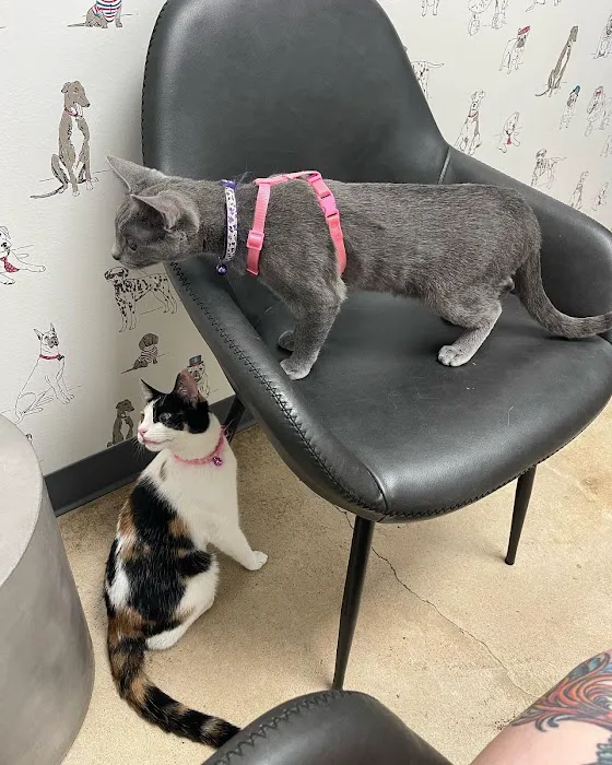 Sam Bass Veterinary Wellness 1