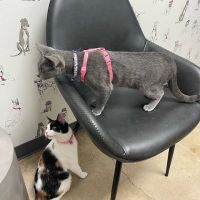 Sam Bass Veterinary Wellness ico