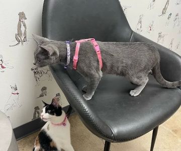 Sam Bass Veterinary Wellness