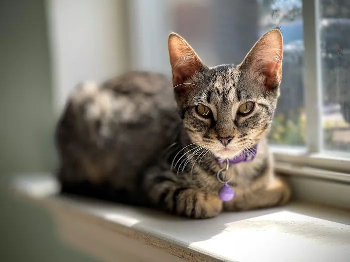 Central Texas Cat Hospital - MERGED W/ SAM BASS VETERINARY WELLNESS 5