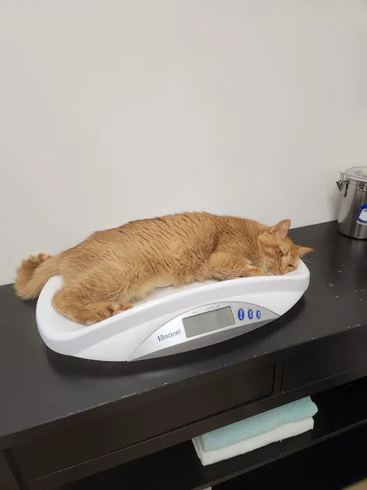 Central Texas Cat Hospital - MERGED W/ SAM BASS VETERINARY WELLNESS 6