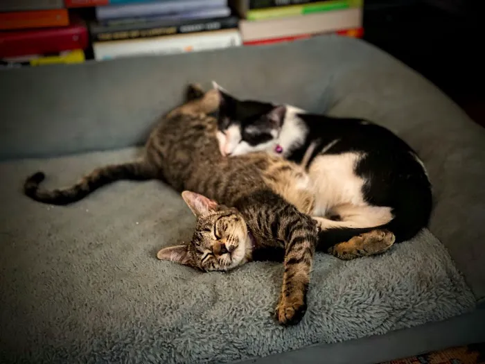 Central Texas Cat Hospital - MERGED W/ SAM BASS VETERINARY WELLNESS 2