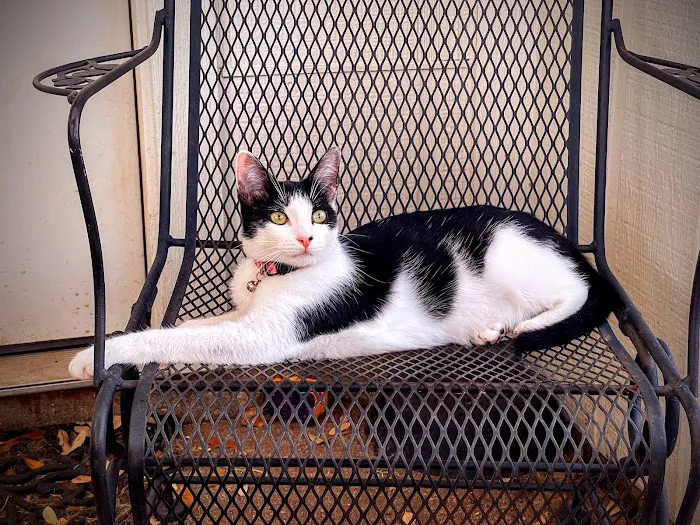 Central Texas Cat Hospital - MERGED W/ SAM BASS VETERINARY WELLNESS 7