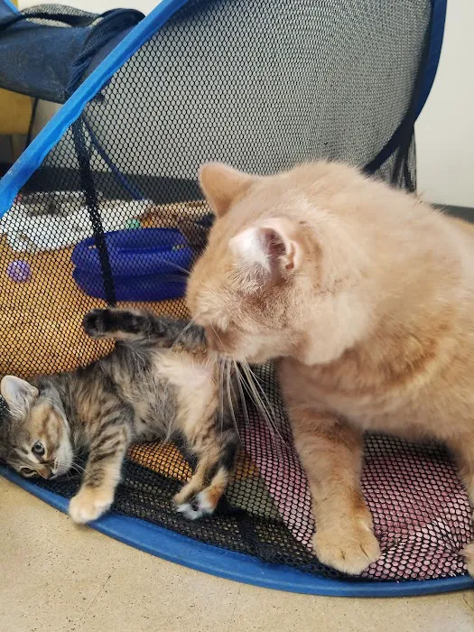 Central Texas Cat Hospital - MERGED W/ SAM BASS VETERINARY WELLNESS 9