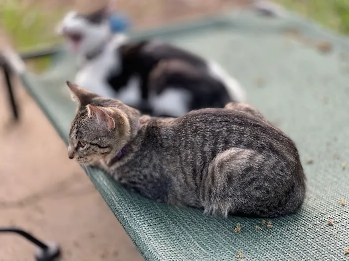 Central Texas Cat Hospital - MERGED W/ SAM BASS VETERINARY WELLNESS 3