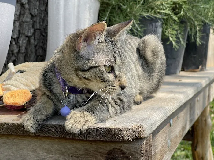 Central Texas Cat Hospital - MERGED W/ SAM BASS VETERINARY WELLNESS 1