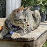Central Texas Cat Hospital - MERGED W/ SAM BASS VETERINARY WELLNESS ico