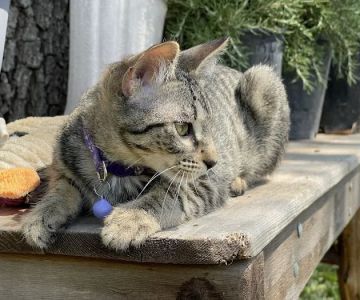 Central Texas Cat Hospital - MERGED W/ SAM BASS VETERINARY WELLNESS