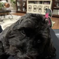 Animal Dermatology Clinic ico