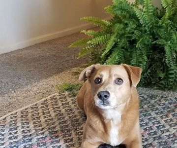 Central Texas Veterinary Speciality and Emergency Hospital- Round Rock