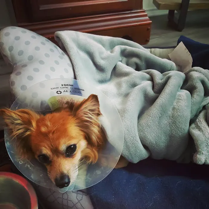 Sage Veterinary Imaging - Round Rock 4