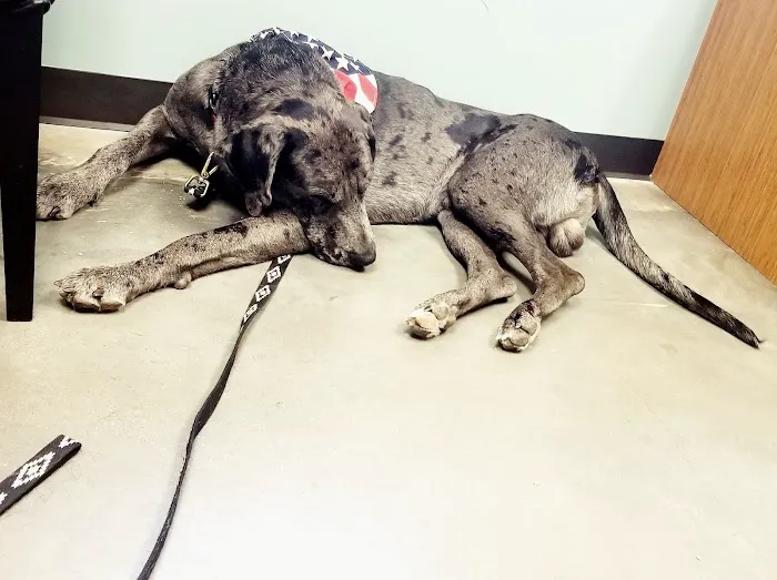 Round Rock Animal Hospital 3