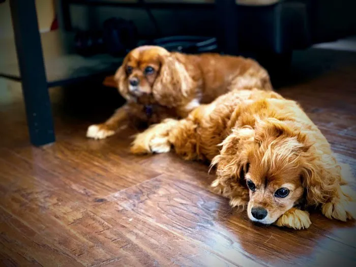 Great Oaks Animal Hospital 6